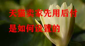 天貓代運營